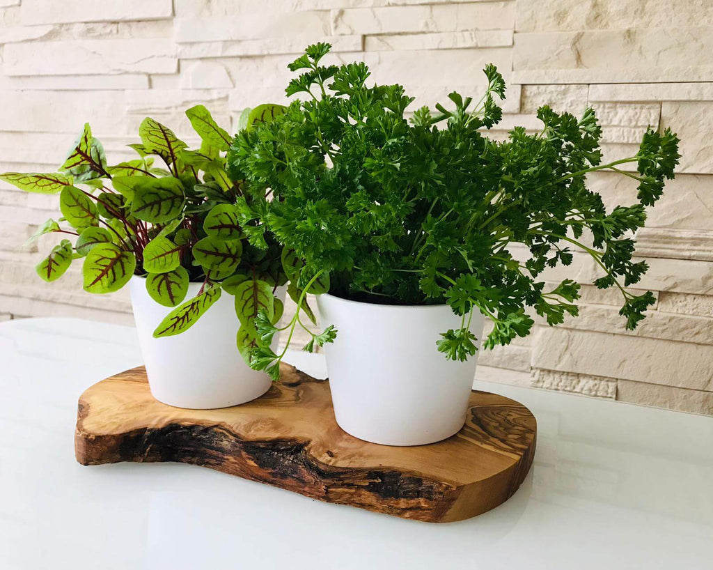 dekokiste - aus Holz Kaffeetasse Nuevo Barista Luminarc